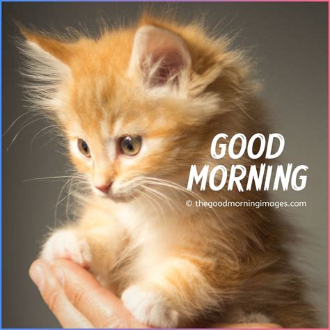 good morning pictures with cats|good morning cute kitten images.